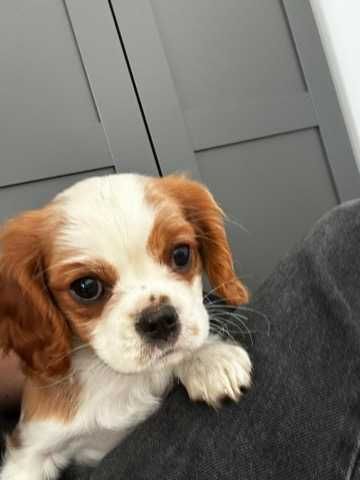spaniel cavalier king charles – Łódzkie – Psy – szczeniaki