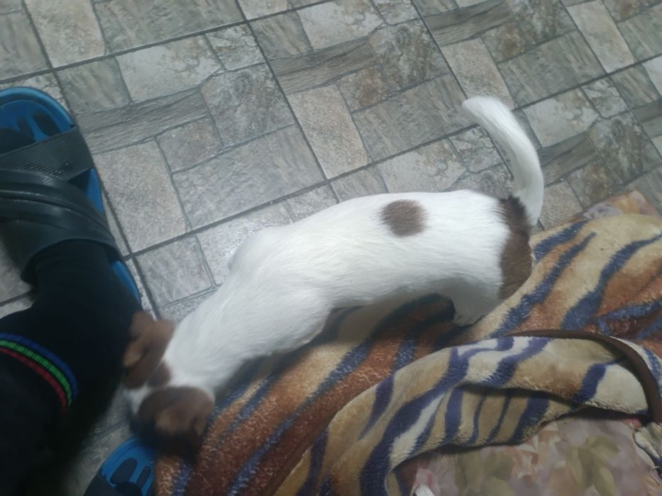 Джек рассел дівчатка