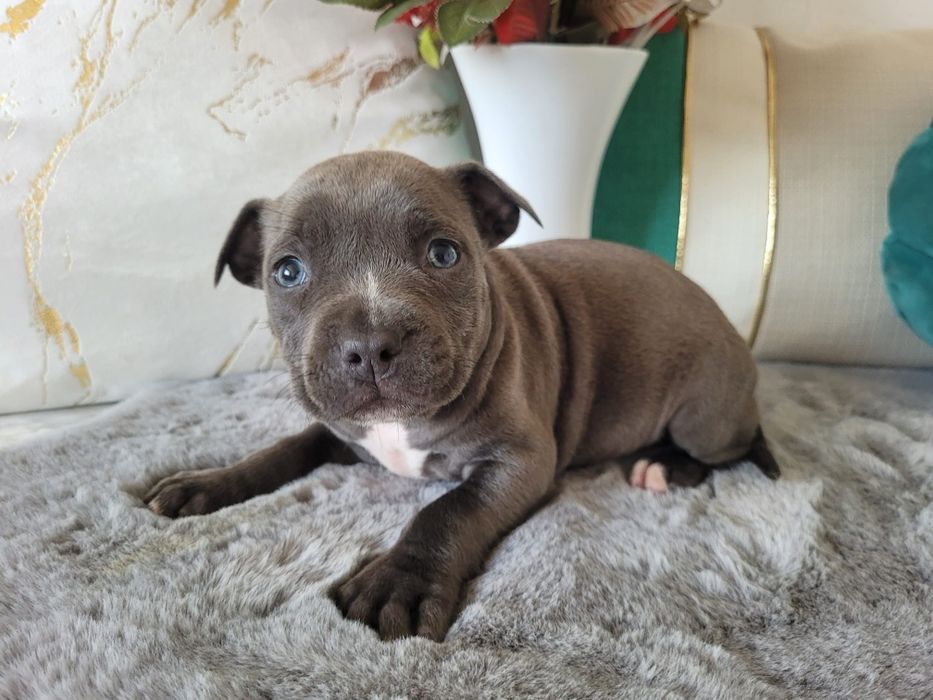 Urocza suczka Amstaff!