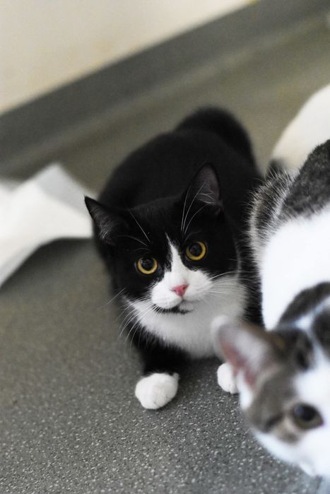 Uroczy Leoś szuka domu!