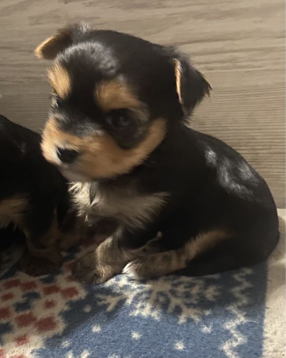 Маненький хлопчик йорік