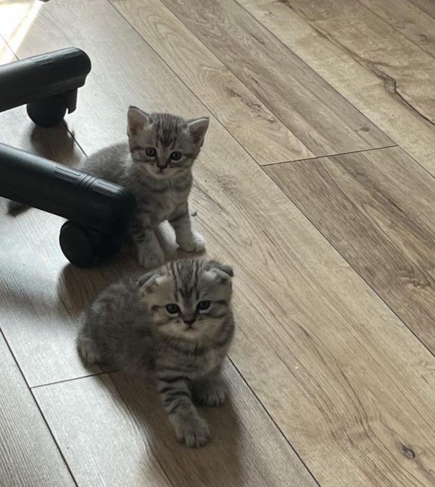 Скотіш фолд  Скотіш страйт Шотландські кошенята