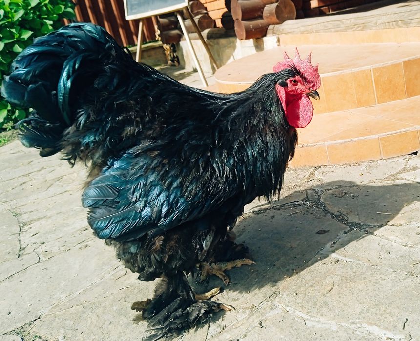 Продам сім'ю чорного кохінхіна