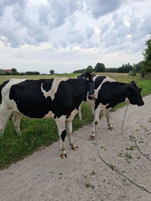sprzedam jalowki pod zacielenie