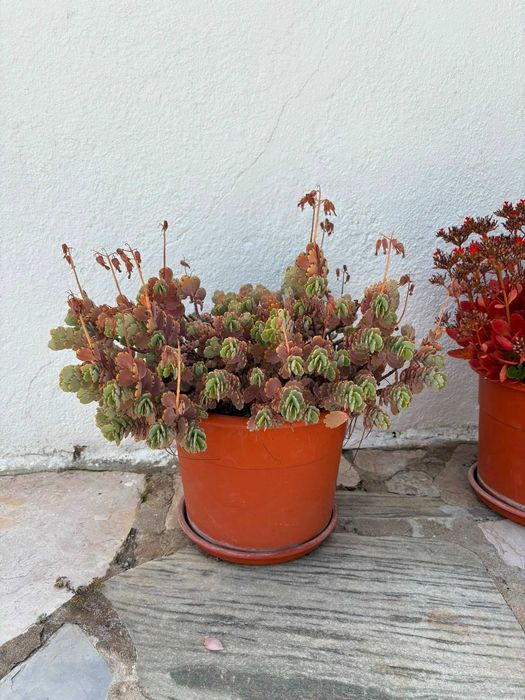 Vasos Grandes Plantas Variadas