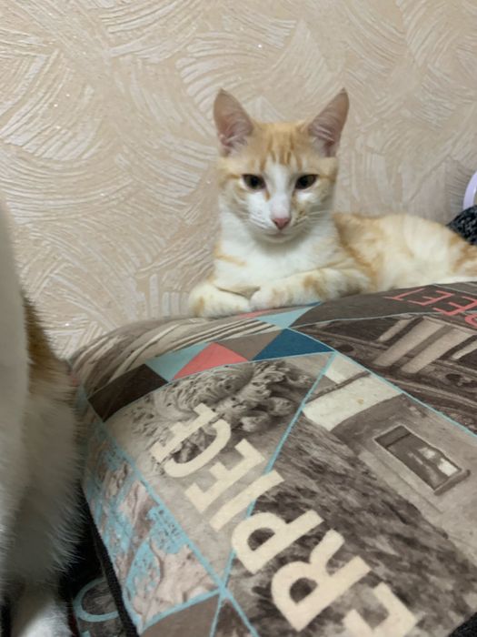Кошенята шукають родину