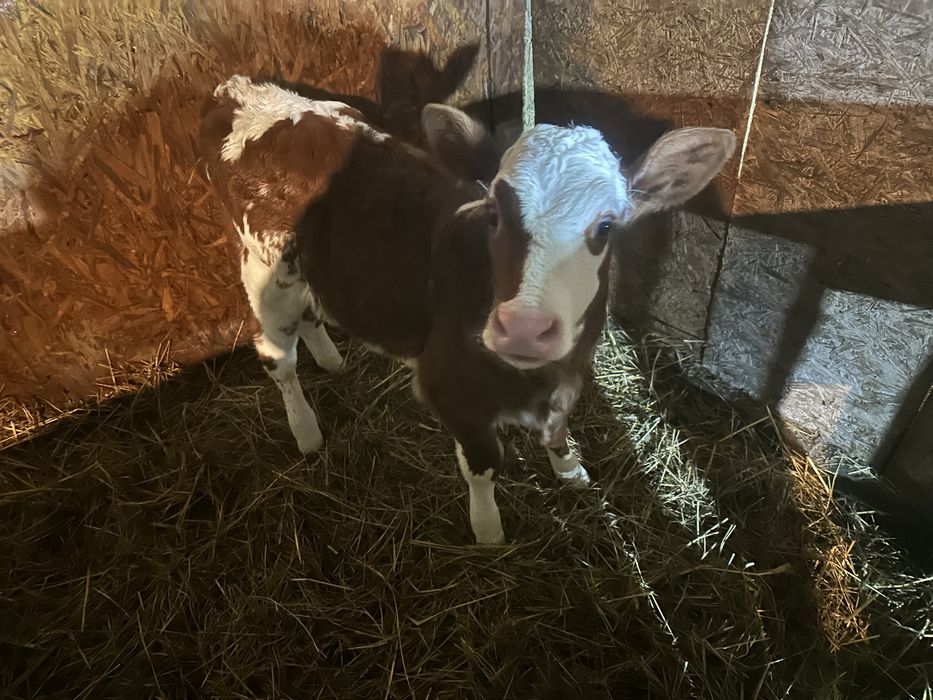 Телята , телички