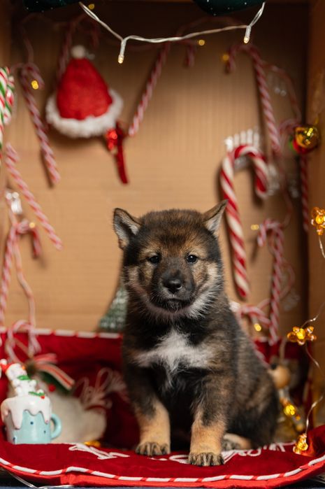 Цуценята рідкісної японської породи сікоку Дніпро
