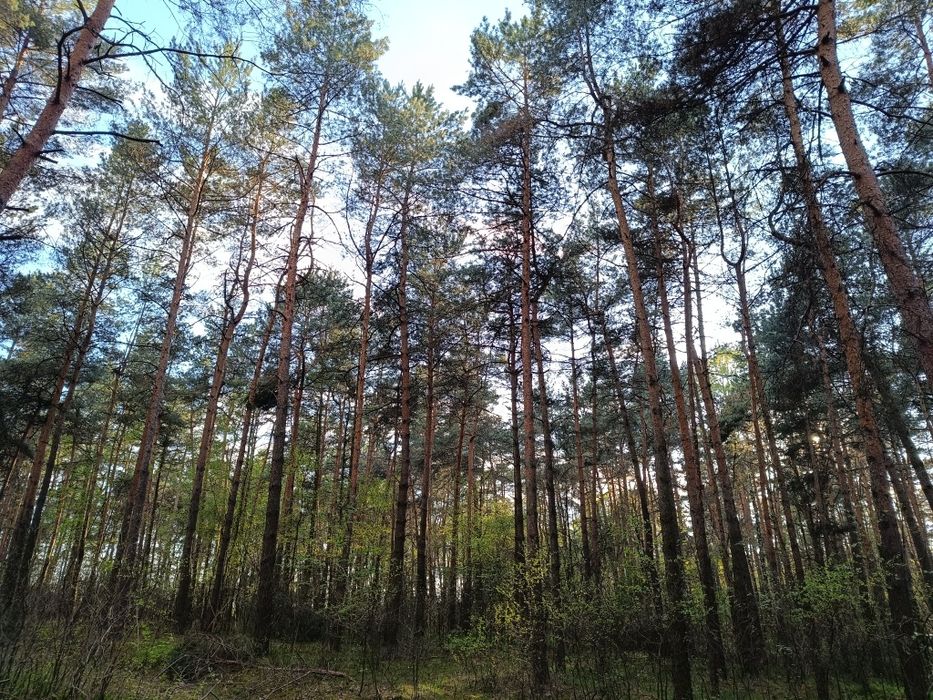 Działka zalesniona las