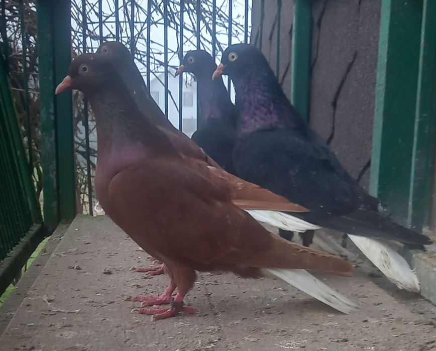 Gołębie wyszwance,wyszwance