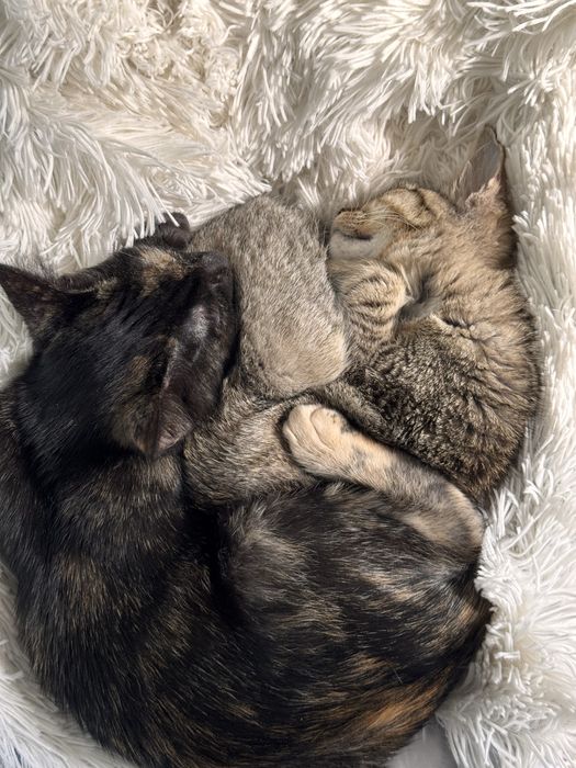 Муркотунка в пошуках сімʼї