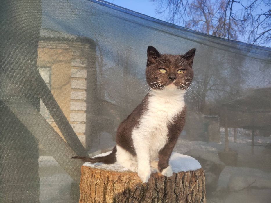 Шоколадная киса 6 мес стерилизованная от военных