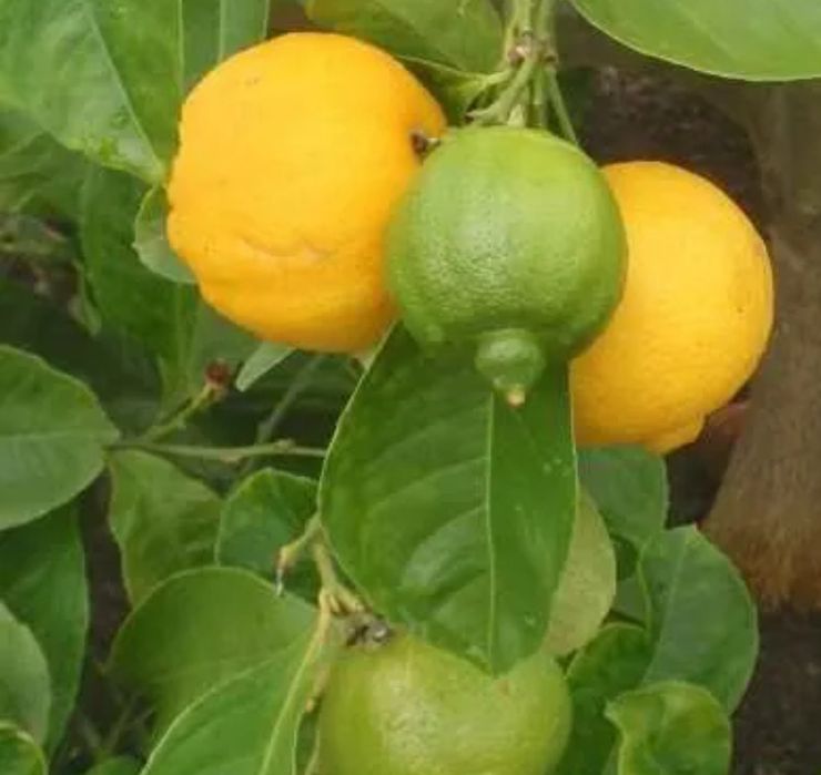 Limão produção caseirA