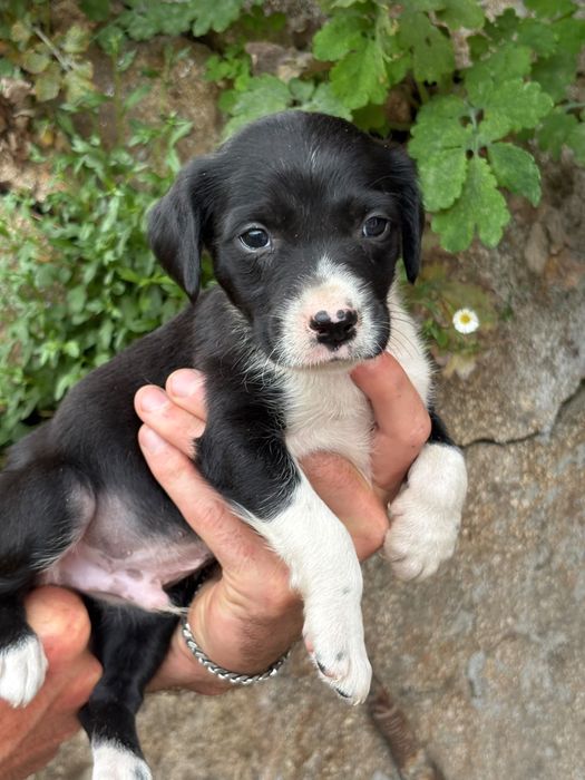Helio - 2 meses, xEpagneul Breton
