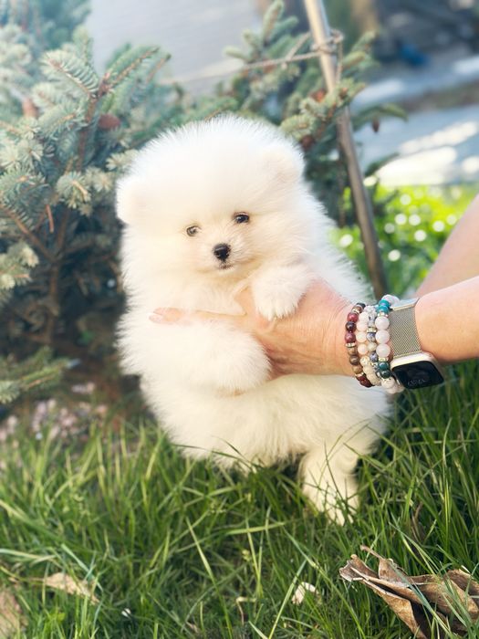 Белый мишка шпиц