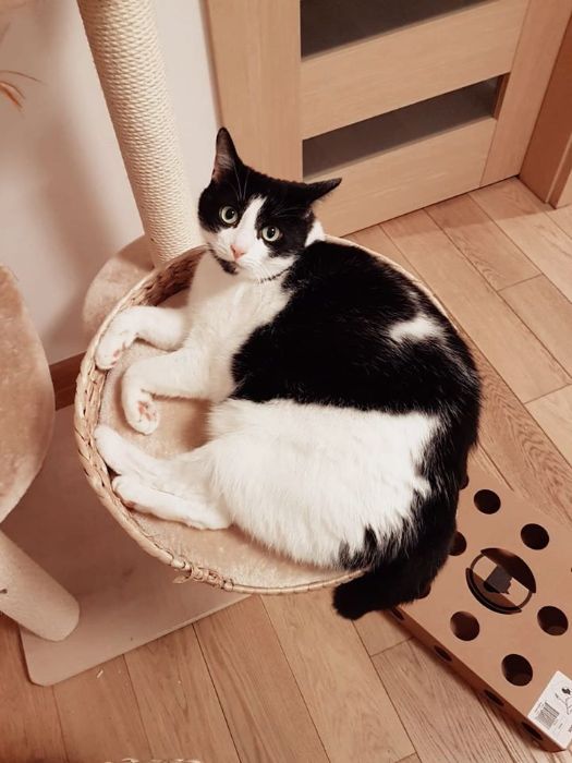 Opieka nad kotem podczas wyjazdu.Catsitter/petsitter w całej Warszawie