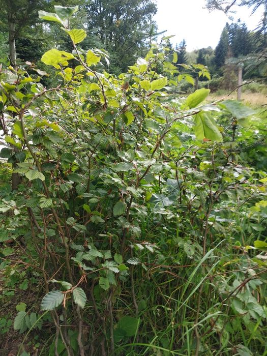 Sadzonka Buka 100cm Pospolitego na żywopłot i zalesienie sadzonki
