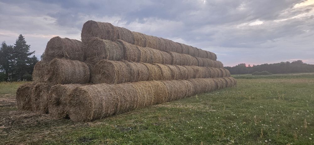 Słoma bele 120x130 ,siano – zbiór 2026 – duża ilość   rabat przy cało