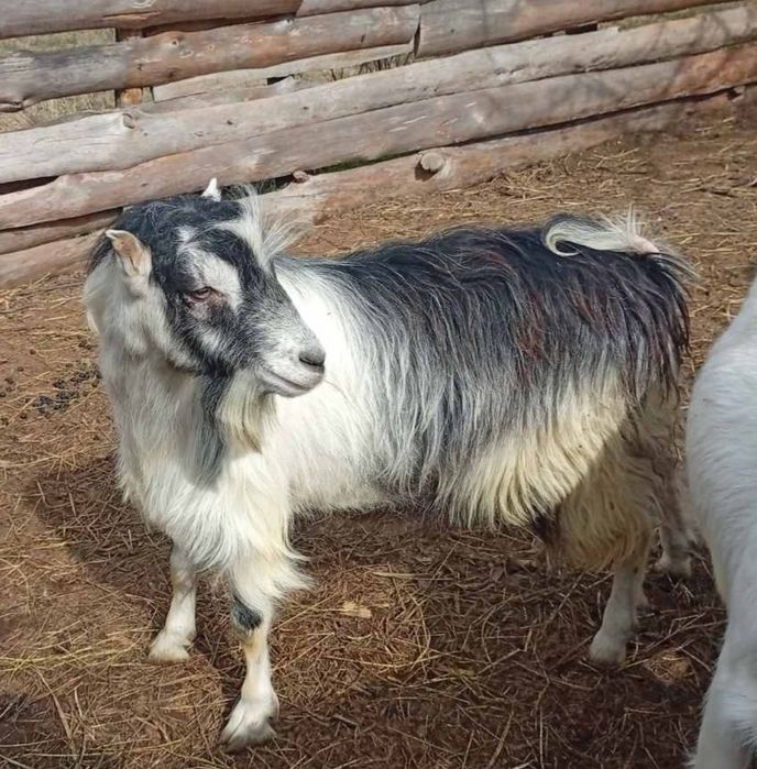 Козлик  Ламанча 1 рік і 2 місяці. Кози.