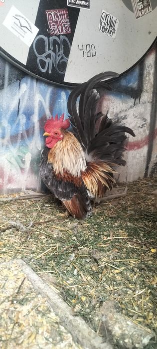 Serama kogut ladny