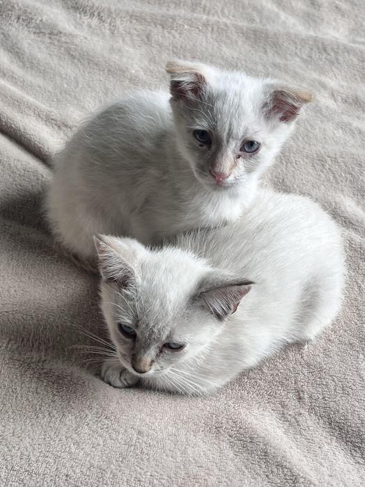 Котики  сіамські шукають люблячу родини
