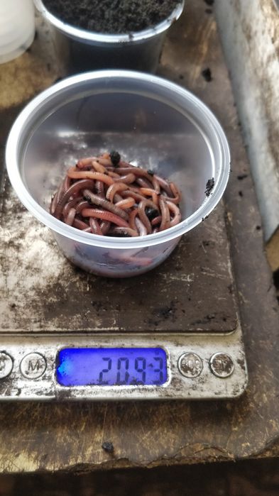 Мотиль опариш червь  дендробена) тільки опт