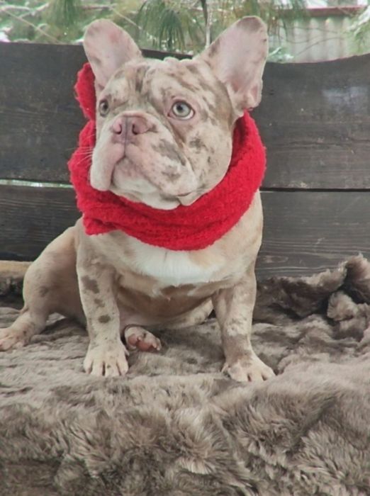 Найкращий французький бульдог.