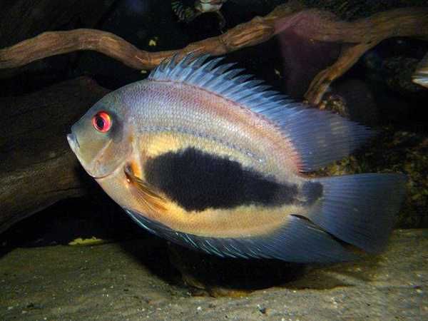 Uaru królewskie - pielęgnica - Uaru amphiacanthoides - dowozimy