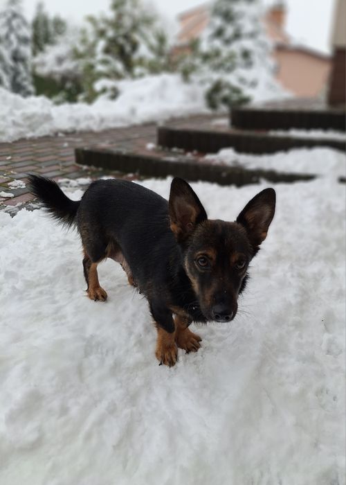 Szczeniak - suczka - radosna, energiczna i zdrowa oddam za darmo