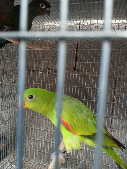 Vendo uma fêmea redewing