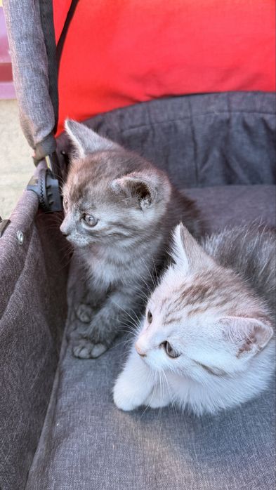 Відамо котиків у добрі руки