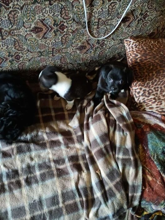 Продам Чихуахуа  1 мес