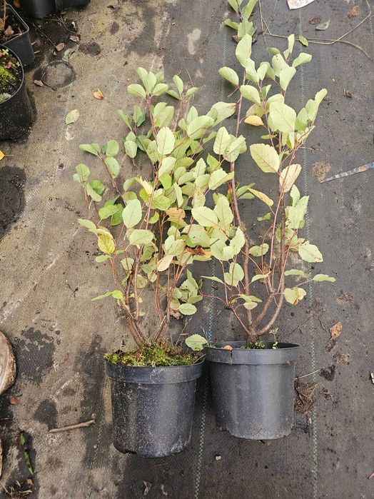 4 letnie duże sadzonki Świdośliwy ! owocujące ! 3 odmiany