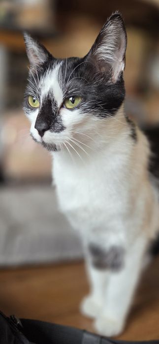 Pamela szuka domu
