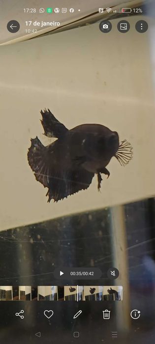 Fêmeas bettas halfmoon