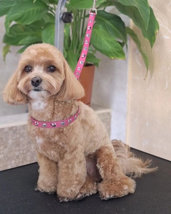 Стрижка собак/груминг