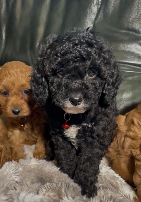 Cavapoo dostępna sunia czarna z białymi znaczeniami