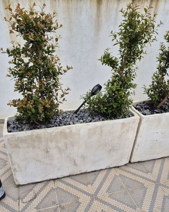 4 Floreiras em betao armado e plantas eugenias