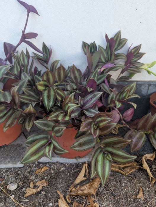 Planta Lambari Roxo