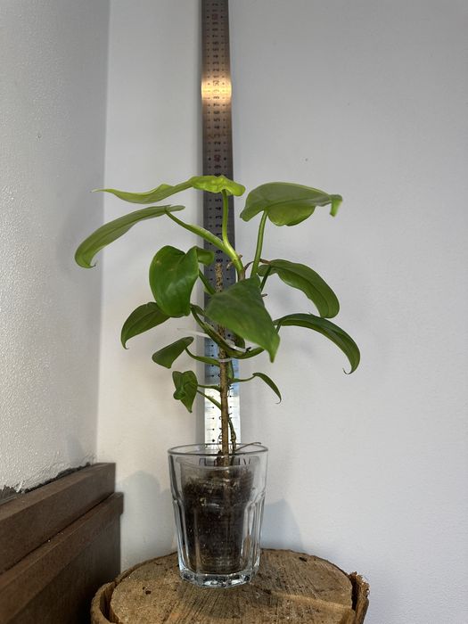 Філодендрон Philodendron Філодендрон  Bipennifolium Aurea\Golden violin)