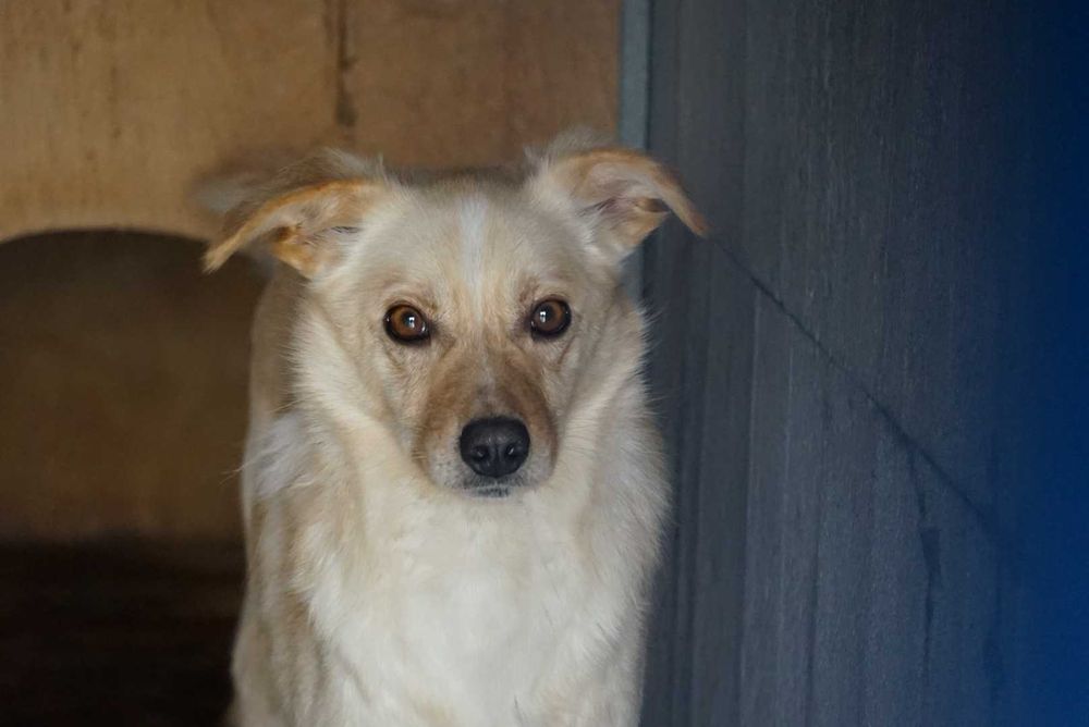 Badek - psiak w kolorze biszkoptowym szuka domu