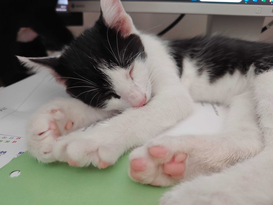 Pędzi na kolana i mruczy jak traktorek – adoptuj słodkiego Oreo!