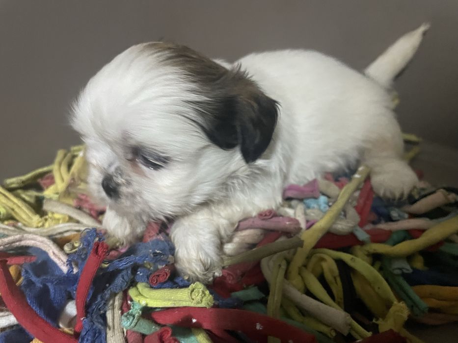 Shi-tzu super top machoexcelente