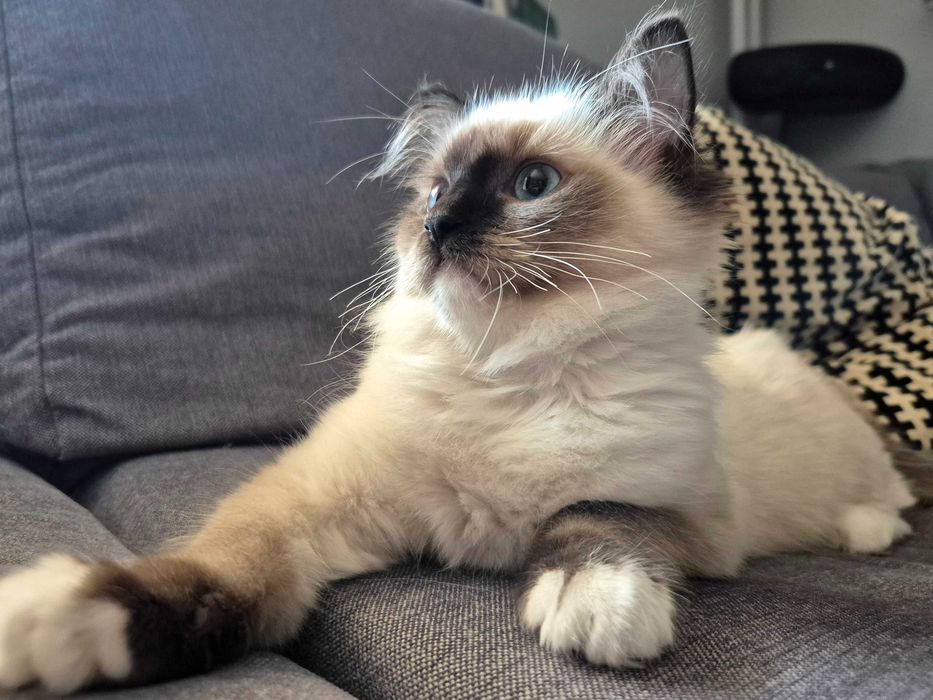 Kotka Ragdoll seal mitted