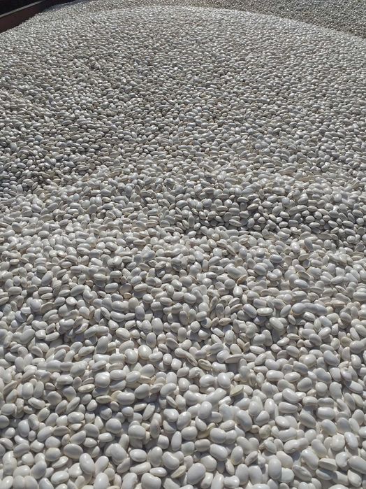 Sprzedam fasolę jaś