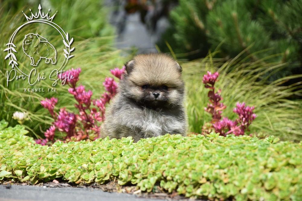 Szpic miniaturowy Pomeranian ZKwP FCI suczka