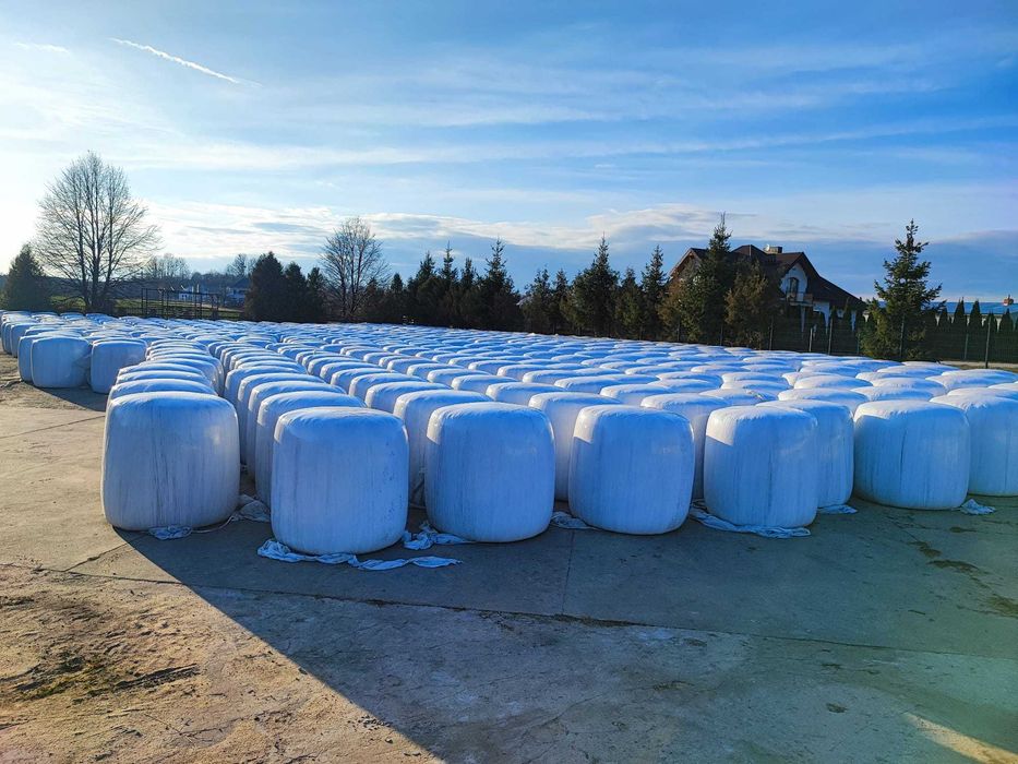 Kiszonka z kukurydzy i sianokiszonka z żyta w belach Możliwość dostawy