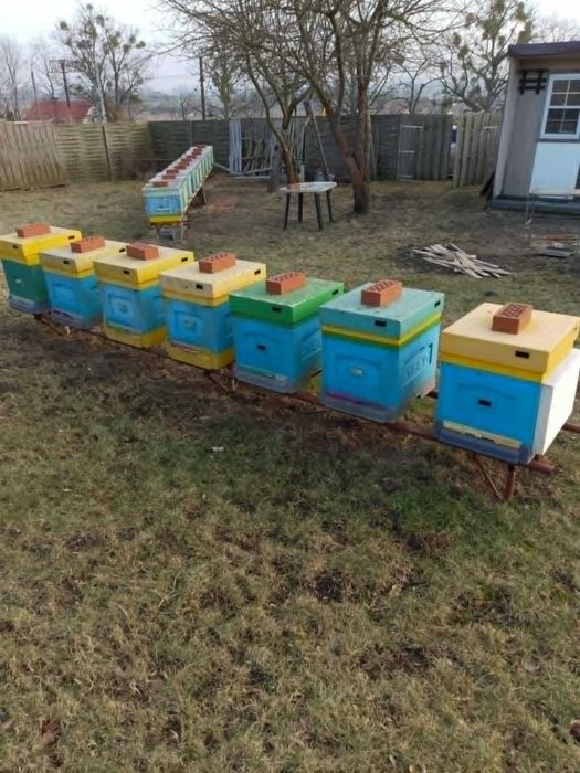 Pilna okazja - 20 szt. uli