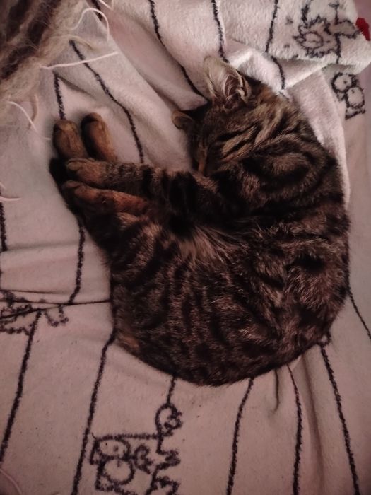 Котик, хлопчик, табі
