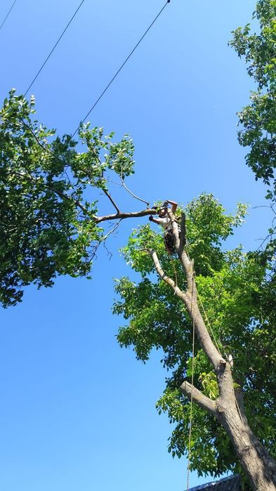 Удаление сложных деревьев. Измельчение веток. Распил на дрова.